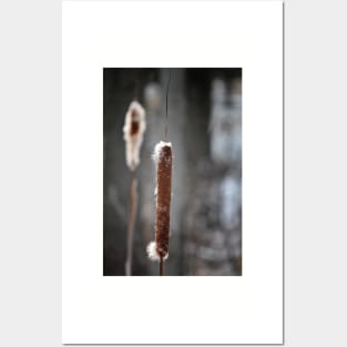 Cattails Posters and Art